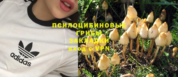стаф Корсаков
